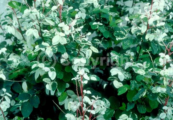 Green blooms; Evergreen; Needles or needle-like leaf; North American Native
