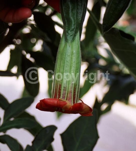 Red blooms; Evergreen; 