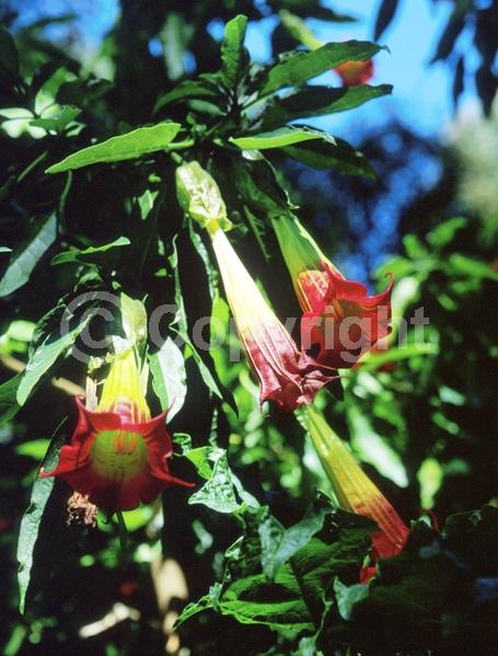 Red blooms; Evergreen; 