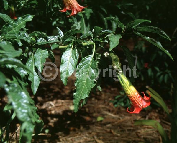 Red blooms; Evergreen; 