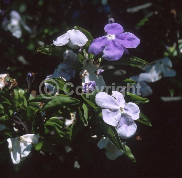 Purple blooms; White blooms; Lavender blooms; Evergreen; Broadleaf