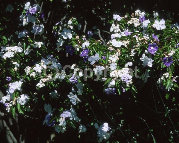 Purple blooms; White blooms; Lavender blooms; Evergreen; Broadleaf