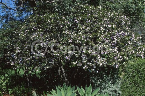 Purple blooms; White blooms; Lavender blooms; Evergreen; Broadleaf