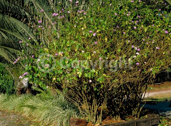 Blue blooms; Purple blooms; White blooms; Lavender blooms; Evergreen; Needles or needle-like leaf