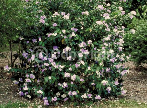 Blue blooms; Purple blooms; White blooms; Lavender blooms; Evergreen; Needles or needle-like leaf