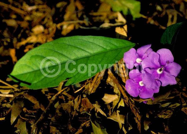 Blue blooms; Purple blooms; White blooms; Lavender blooms; Evergreen; Needles or needle-like leaf
