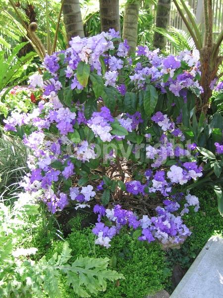 Lavender blooms; Evergreen; Broadleaf