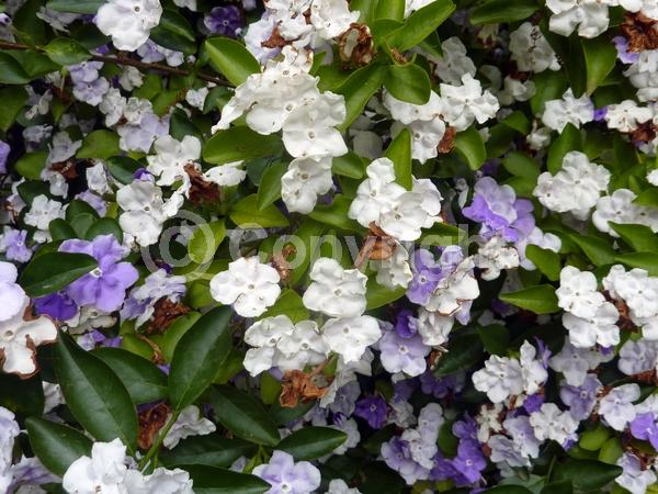 White blooms; Lavender blooms; Evergreen; Broadleaf