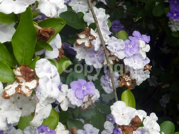 White blooms; Lavender blooms; Evergreen; Broadleaf
