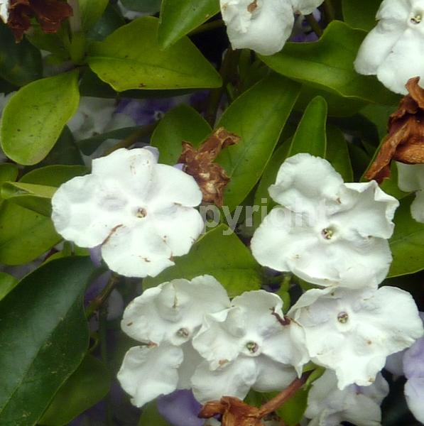 White blooms; Lavender blooms; Evergreen; Broadleaf