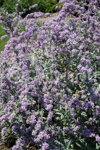 Blue blooms; Lavender blooms; Semi-evergreen; Deciduous; Broadleaf