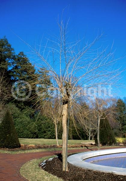 Blue blooms; Lavender blooms; Semi-evergreen; Deciduous; Broadleaf
