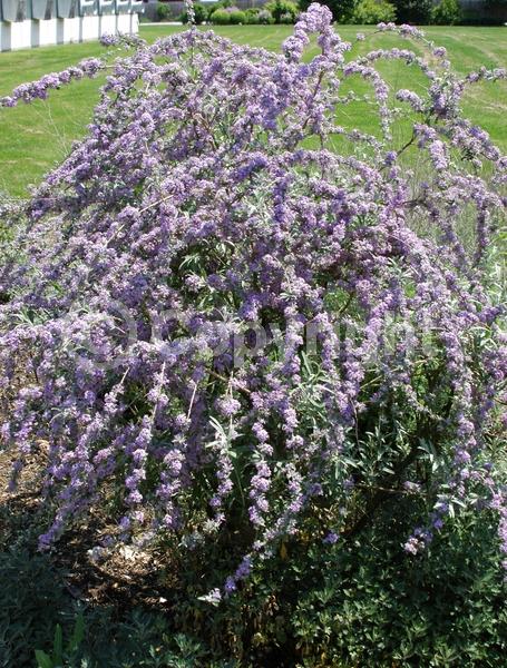 Blue blooms; Lavender blooms; Semi-evergreen; Deciduous; Broadleaf