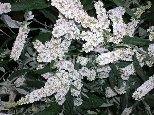 White blooms; Deciduous