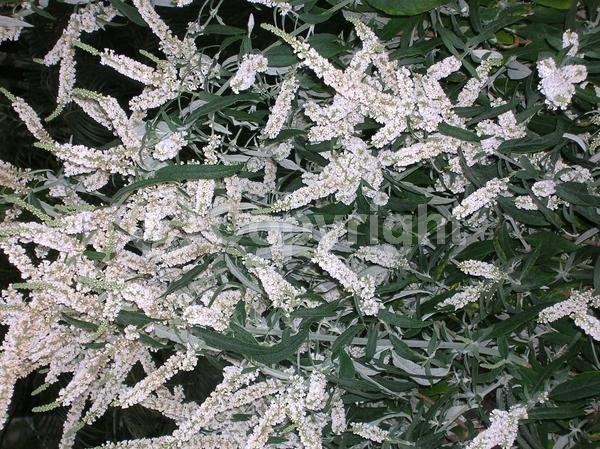White blooms; Deciduous