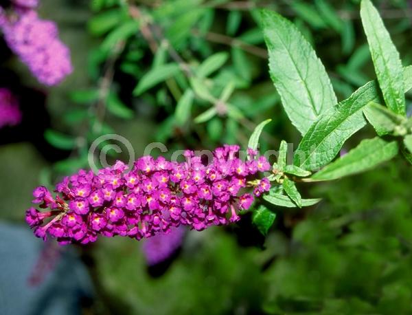Purple blooms; Lavender blooms; Evergreen; Semi-evergreen; Broadleaf