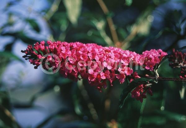 Lavender blooms; Semi-evergreen; Broadleaf