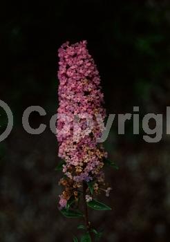 Purple blooms; Lavender blooms; Semi-evergreen; Broadleaf