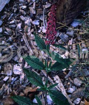 Purple blooms; Lavender blooms; Semi-evergreen; Broadleaf