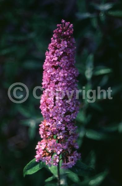 Purple blooms; Pink blooms; Semi-evergreen; Broadleaf