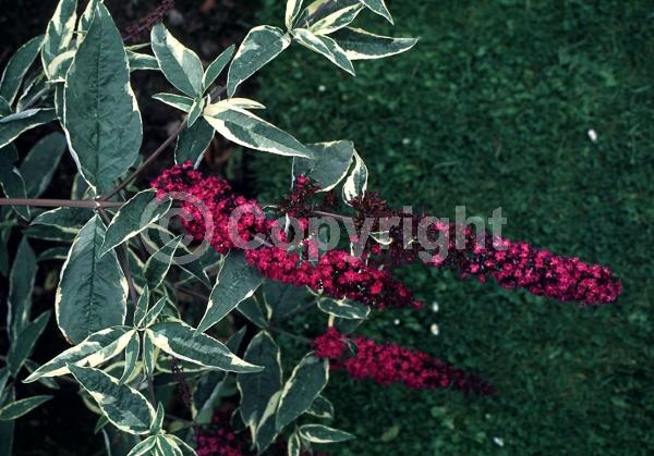 Red blooms; Purple blooms; Semi-evergreen; Broadleaf