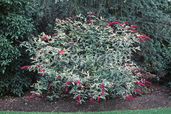 Red blooms; Purple blooms; Semi-evergreen; Broadleaf