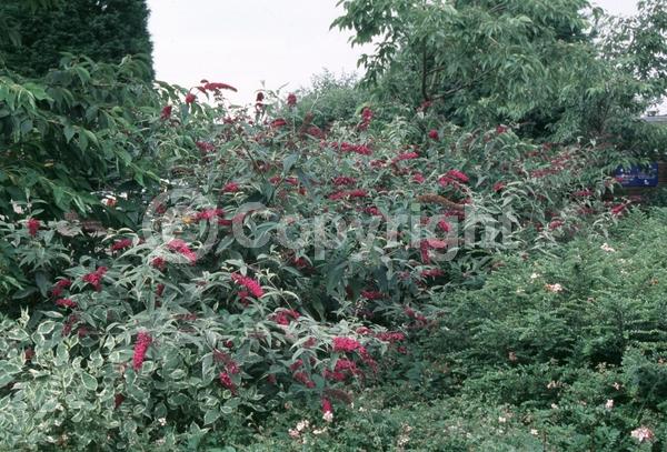 Red blooms; Purple blooms; Semi-evergreen; Broadleaf
