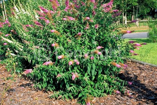 Pink blooms; Lavender blooms; Evergreen; Semi-evergreen; Broadleaf