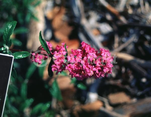Purple blooms; Semi-evergreen; Broadleaf
