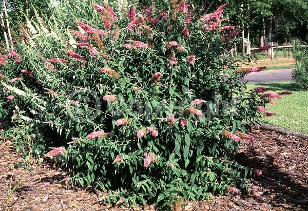 Pink blooms; Lavender blooms; Evergreen; Semi-evergreen; Broadleaf