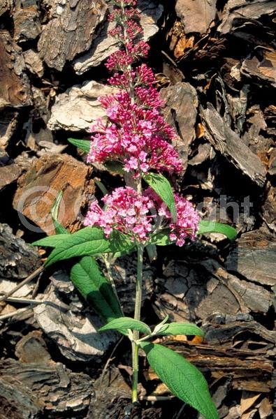 Pink blooms; Lavender blooms; Evergreen; Semi-evergreen; Broadleaf