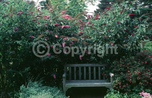 Pink blooms; Semi-evergreen; Broadleaf