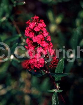 Red blooms; Semi-evergreen; Broadleaf