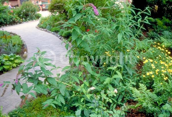 Red blooms; Yellow blooms; Purple blooms; White blooms; Pink blooms; Lavender blooms; Semi-evergreen; Broadleaf