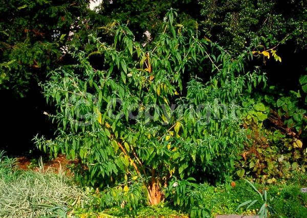 Red blooms; Yellow blooms; Purple blooms; White blooms; Pink blooms; Lavender blooms; Semi-evergreen; Broadleaf