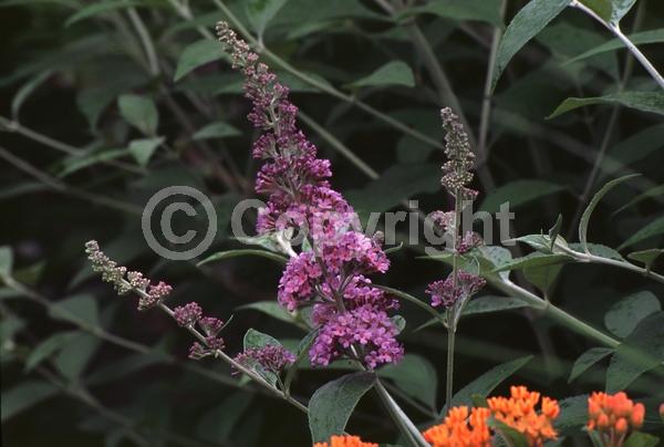 Red blooms; Yellow blooms; Purple blooms; White blooms; Pink blooms; Lavender blooms; Semi-evergreen; Broadleaf