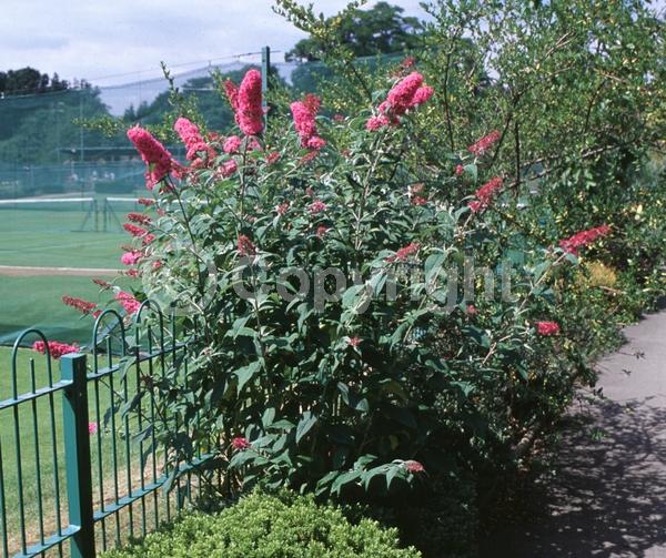 Red blooms; Yellow blooms; Purple blooms; White blooms; Pink blooms; Lavender blooms; Semi-evergreen; Broadleaf