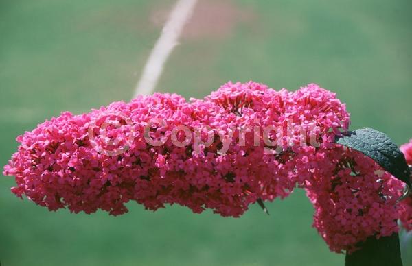 Red blooms; Yellow blooms; Purple blooms; White blooms; Pink blooms; Lavender blooms; Semi-evergreen; Broadleaf