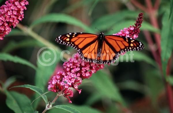 Red blooms; Yellow blooms; Purple blooms; White blooms; Pink blooms; Lavender blooms; Semi-evergreen; Broadleaf