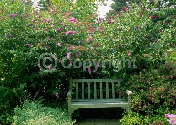 Red blooms; Yellow blooms; Purple blooms; White blooms; Pink blooms; Lavender blooms; Semi-evergreen; Broadleaf