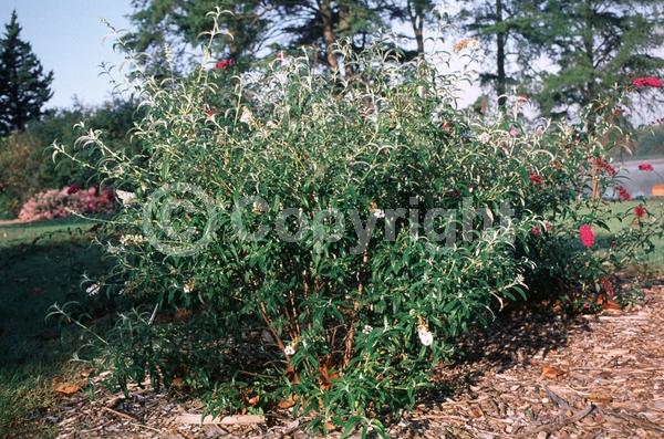White blooms; Semi-evergreen; Broadleaf