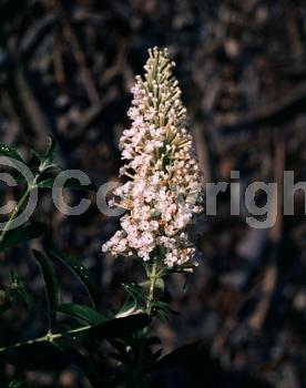 White blooms; Semi-evergreen; Broadleaf