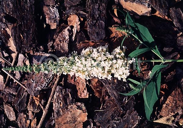White blooms; Semi-evergreen; Broadleaf