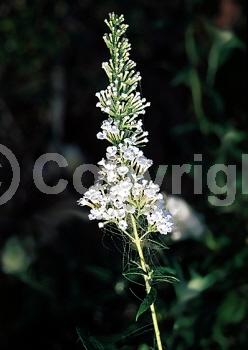 White blooms; Semi-evergreen; Broadleaf