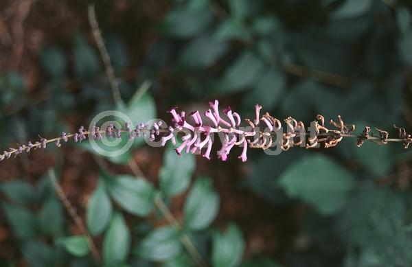 Purple blooms; Semi-evergreen; Broadleaf