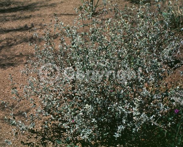 Orange blooms; Semi-evergreen; Broadleaf; North American Native