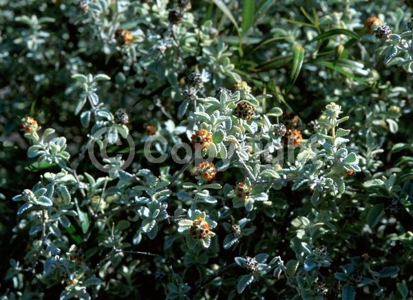 Orange blooms; Semi-evergreen; Broadleaf; North American Native