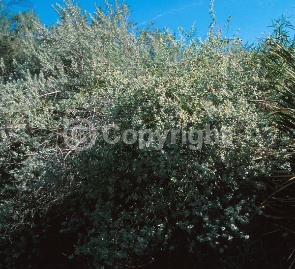 Orange blooms; Semi-evergreen; Broadleaf; North American Native