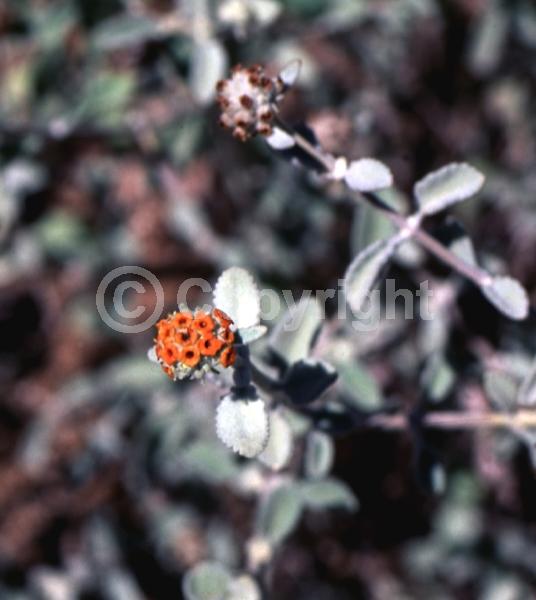 Orange blooms; Semi-evergreen; Broadleaf; North American Native