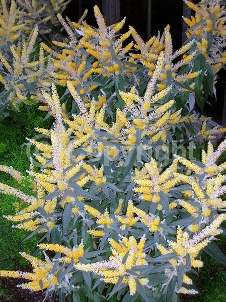 Orange blooms; Yellow blooms; White blooms; Evergreen; Broadleaf